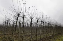 dominacja wierzchołkowa