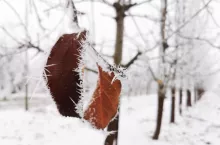 quiz wiedzy sadowniczej