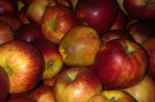 jakość jabłek w komorach