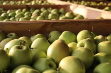 golden delicious
