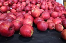 jablka na sortowanie