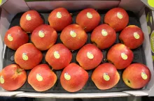 odmiany klubowe