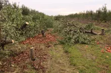 karczowanie sadu