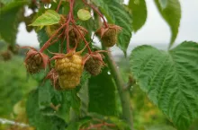 maliny jesienne