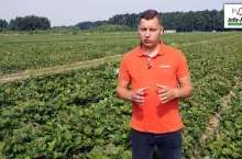 Tomasz Domański - zalecenia w uprawie truskawek po zbiorach
