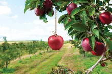 stop drop fruit