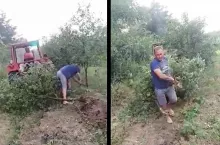 karczowanie sadu