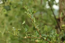 gradobicie