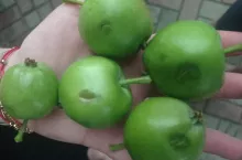 opady gradu
