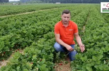 Tomasz Domański Agrosimex - 23.06.2021 - komunikat jagodowy