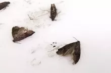 owocówka śliwkóweczka