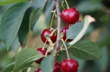 wiśnie