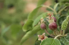zawiazki