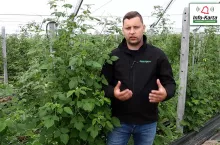 truskawki w tunelu