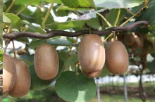 owoce kiwi