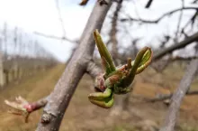 miedź w sadach