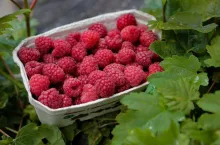 maliny w punetce