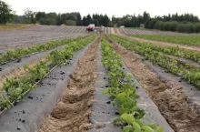 plantacja truskawek