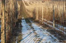 śnieg sad