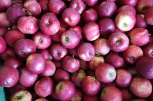 Red Jonaprince