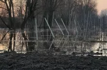 zatopione drzewka