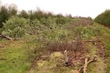 karczowany sad
