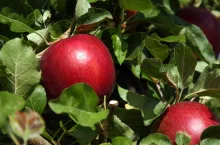 cosmic crisp apple