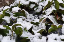 uszkodzenia na plantacjach truskawek po zimie