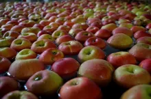 jabłka w grupach producenckich