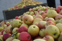 jablka przemyslowe