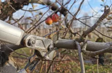 cięcie zimowe jabłoni