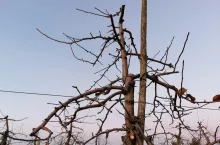 cięcie zimowe jabłoni