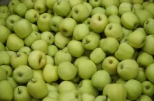 jablka golden