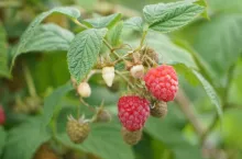 mrozone maliny