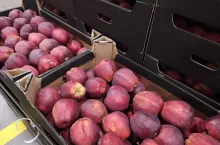 ceny jabłek w grupach producenckich