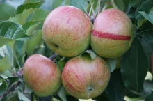 spożycie jabłek w Niemczech