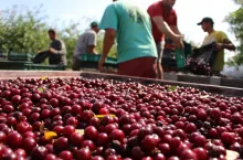 mechaniczny zbiór wiśni