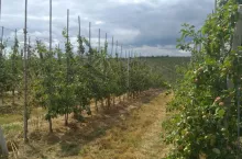 gospodarstwo sadownicze na sprzedaż