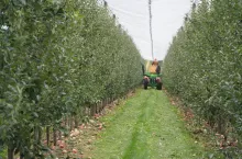 zabiegi pozbiorcze w sadach