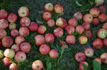 jablka przemysłowe 2020