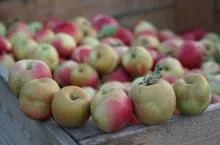 Gala ceny jabłek na soki