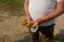 brązowa plamistość gruszy