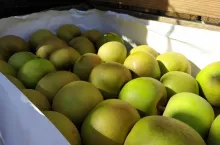 ceny jablek szara reneta