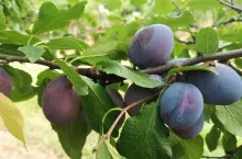 Amers odmiana