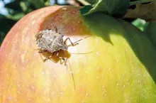 cimice asiatica