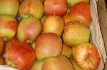 celeste odmiana jabłoni