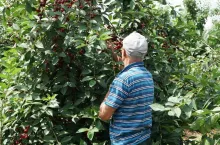 nielegalna praca przy zbiorze wiśni