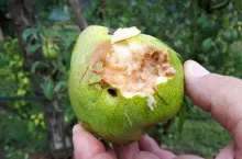 gradobicie