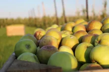 ceny jabłek w przerwyki