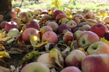 koncentrat jabłkowy